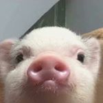 Profile Picture of Dan Salce-Lugo (@danlugo22) on Instagram