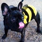 Profile Picture of Abby The Jersey City Frenchie (@darrellcekawi219) on Instagram