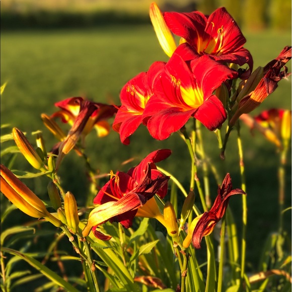 Profile Picture of Kesama Stichart (@mkesama) on Poshmark