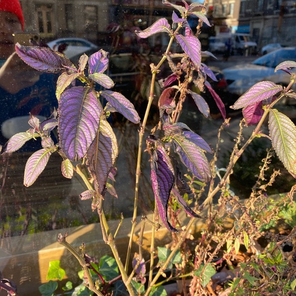 Profile Picture of Victoria Guiseppi (@defhex) on Poshmark