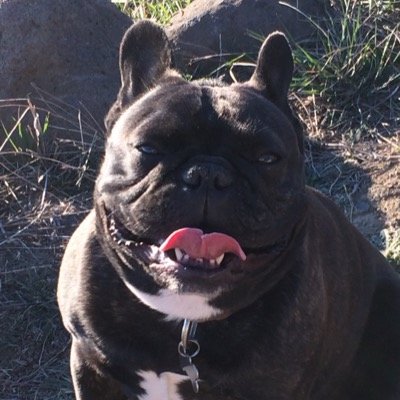 Profile Picture of Daniel Erman (@danielermansf) on Twitter