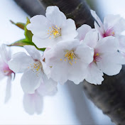 Profile Picture of Meng Gao (@menggao6046) on Youtube