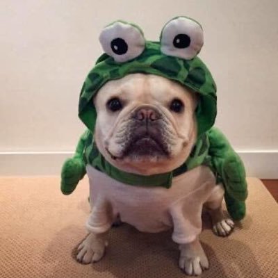 Profile Picture of Steven Sung (@stevensung9) on Twitter