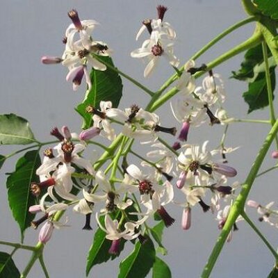 Profile Picture of Carmen Almaguer (@CarmenAlmaguer) on Twitter