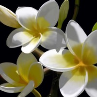 Profile Picture of Marcel Bailey (@marcel-bailey-2) on Quora