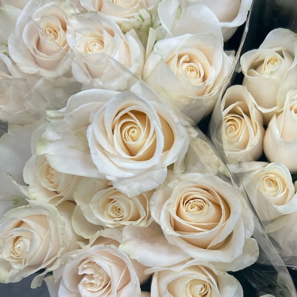 Profile Picture of Lauren Rabbito (@laurenr829) on Poshmark