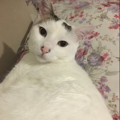 Profile Picture of Ayla Sarı (@AGulbenzer) on Twitter