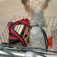 Profile Picture of Yuko Uemura (@yum99yum) on Pinterest