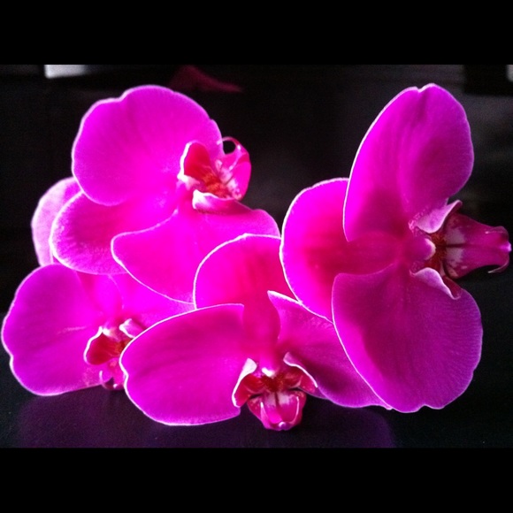 Profile Picture of Be Nguyen (@xuanny_boobie) on Poshmark