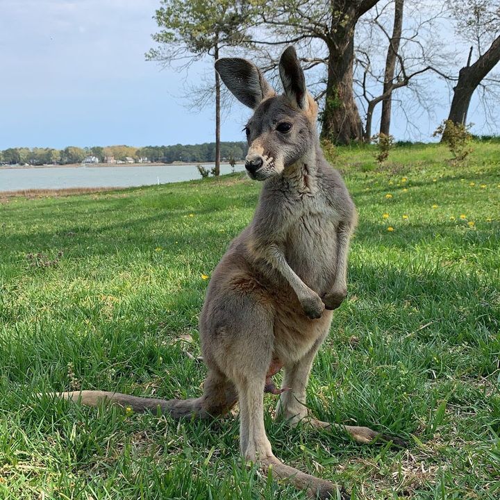 Profile Picture of Josh (@joshuagibson03) on Tiktok