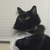 Profile Picture of Anh Quang (@anh-quang-7) on Quora