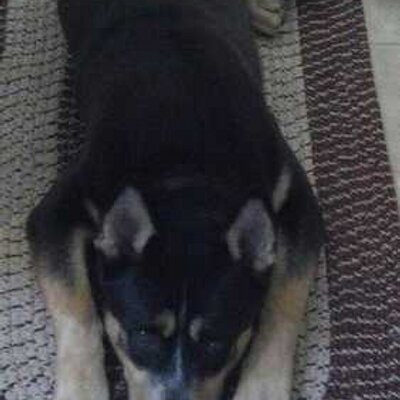 Profile Picture of Tony Diliberto (@del4819) on Twitter