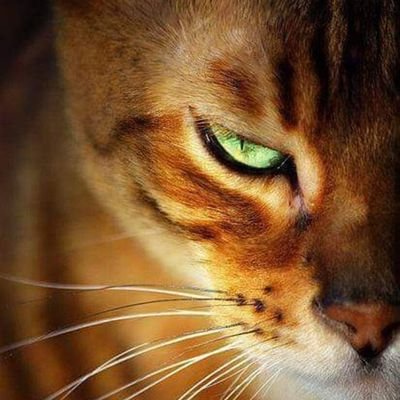 Profile Picture of daniel kallen (@kallen_kr) on Twitter