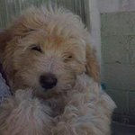 Profile Picture of Luis Adolfo Sazo (@lsazo) on Instagram