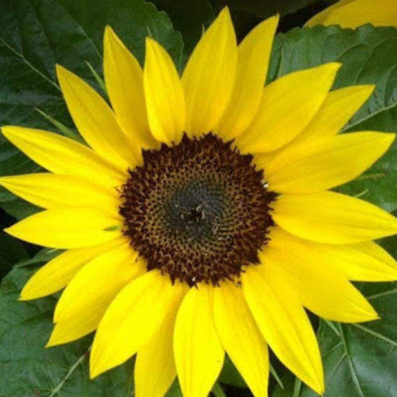 Profile Picture of Cathleen Macphee (@cmmacphee) on Poshmark