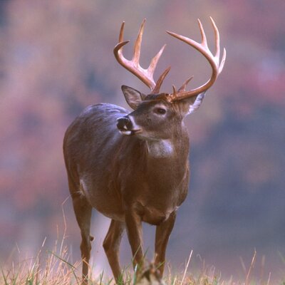 Profile Picture of Josh (@wampler_joshp) on Twitter