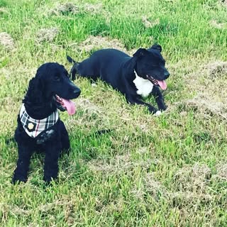 Profile Picture of Mia🐩 & Tudor 🐕 (@_miatudor) on Instagram