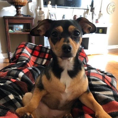 Profile Picture of Laurie Chapman (@LaurieC02088570) on Twitter