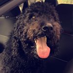 Profile Picture of jackson james kearley (@jacksonkearleythedoodle) on Instagram