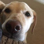 Profile Picture of Jonathan Hamilton (@jonathanhamilton2318) on Youtube