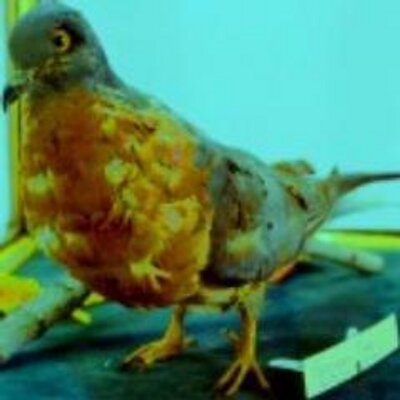 Profile Picture of Michelle (@PoorNancy) on Twitter