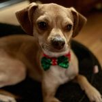 Profile Picture of Mr. Boris Silverman-Cahill (@misterb5000) on Instagram