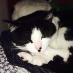 Profile Picture of David Hellmig (@x624_tabaluga) on Instagram