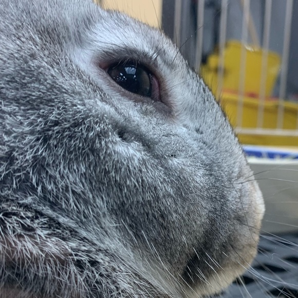 Profile Picture of Scarlett Cruz (@scarlettcruz472) on Poshmark