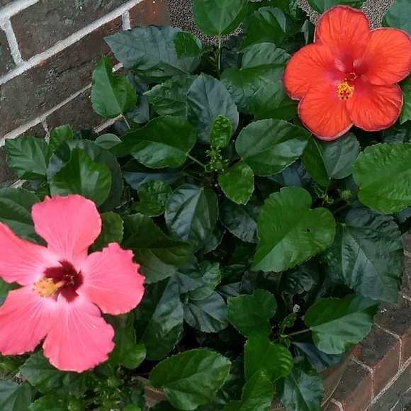 Profile Picture of Jacinta Lemana (@jclemana) on Poshmark