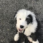 Profile Picture of Mattie Miller (@mattiebasketball32) on Instagram