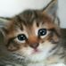 Profile Picture of Suzanne Rindner (@suzanne.rindner) on Facebook