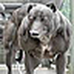 Profile Picture of Christopher Rhodes (@rhodedogg) on Flickr