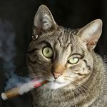 Siretu Robert Alexandru⚽⚽⚽⚽⚽ - Instagram Profile Picture of Siretu Robert Alexandru⚽⚽⚽⚽⚽ (@alexandrusiretu) on Instagram