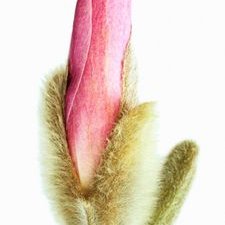 Profile Picture of Maya Adhikari (@MayaAdhikari9) on Twitter