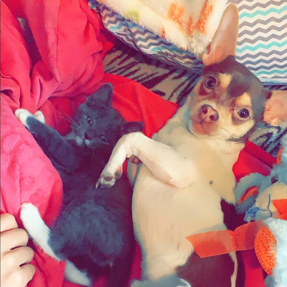 Profile Picture of Devonte Howard (@devontehoward) on Poshmark