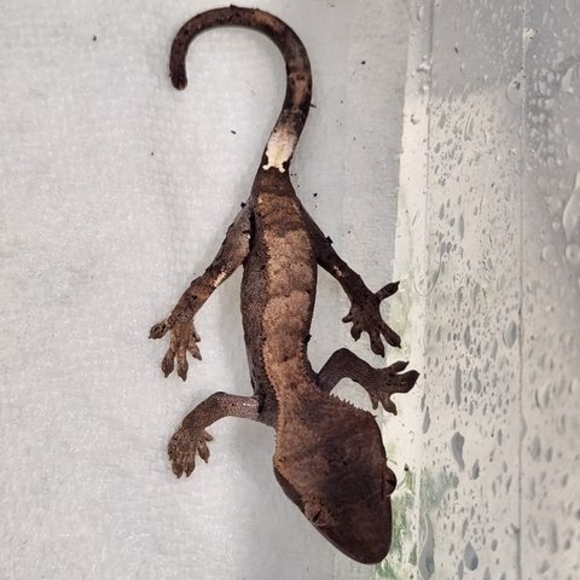 Profile Picture of Jason Palumbo (@cursedspirit1) on Poshmark