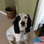 Profile Picture of Capy The Springer (@hannah.shick) on Instagram