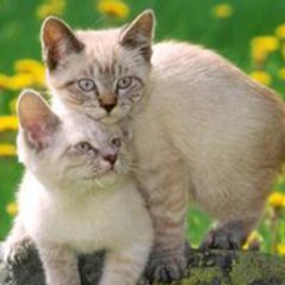 Profile Picture of George Morais #Beta (@GeorgeMorais90) on Twitter