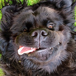 Profile Picture of Steve Woods (@stejoe71) on Flickr