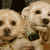 Profile Picture of Jesse Balogh (@jessebalogh5114) on Youtube