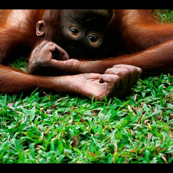 Profile Picture of Reychel Pecot (@reychelp) on Poshmark