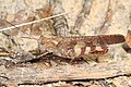 Profile Picture of Spharagemonon Wikipedia