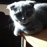 Profile Picture of Гавинчук (@gavinhcuk) on Instagram