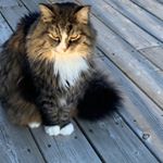 Profile Picture of Carol Ladouceur (@ladouceur4166) on Instagram