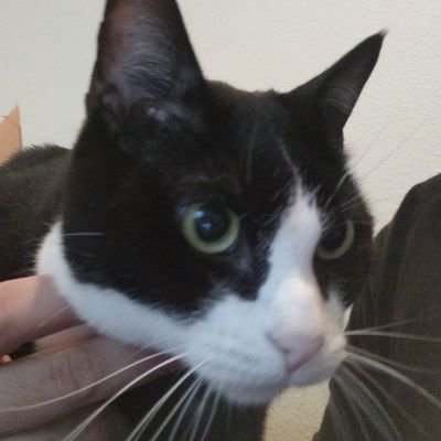 Profile Picture of Daniel Cabral (@Odentin) on Twitter