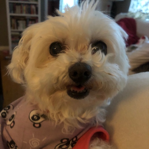 Profile Picture of Lindsay Kreutter (@lakreutter) on Poshmark