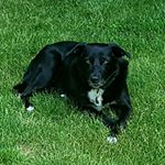 Profile Picture of lisa reinhold (@rockyrescuemutt) on Instagram