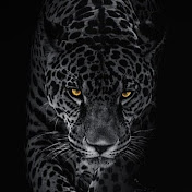 Profile Picture of Fera Sounds (@FeraSounds) on Youtube