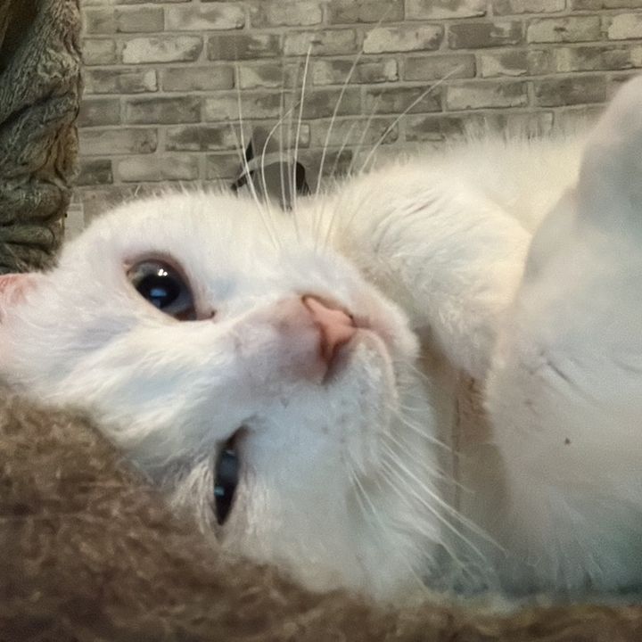 Profile Picture of Matthew Channon (@matthewchannon) on Tiktok