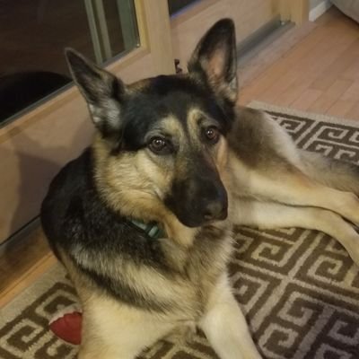 Profile Picture of Pat Goulet (@GouletPat) on Twitter